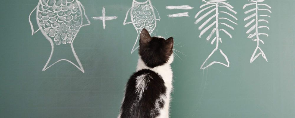 Joke about a cat studying arithmetic